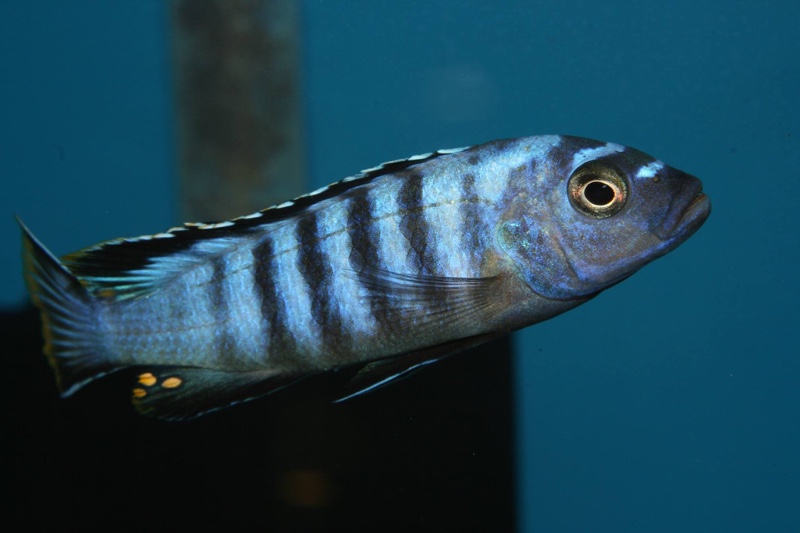 Chindongo sp. 'elongatus ornatus tanzania' Luhuchi Rocks